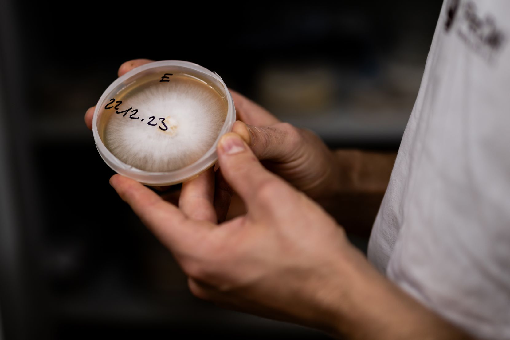 Lorenzo Falcone zeigt eine Petrischale, die von einem Pilz durchwachsen ist.